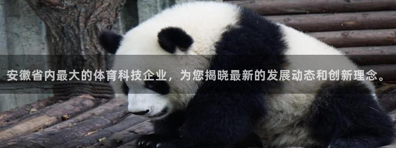 安徽省内最大的体育科技企业，为您揭晓最新的发展动态和创新理念。